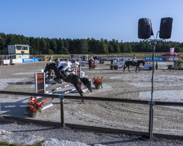 horse Playboy (German Riding Pony, 2006, from FS Pontiac)