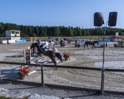 jumper Playboy (German Riding Pony, 2006, from FS Pontiac)