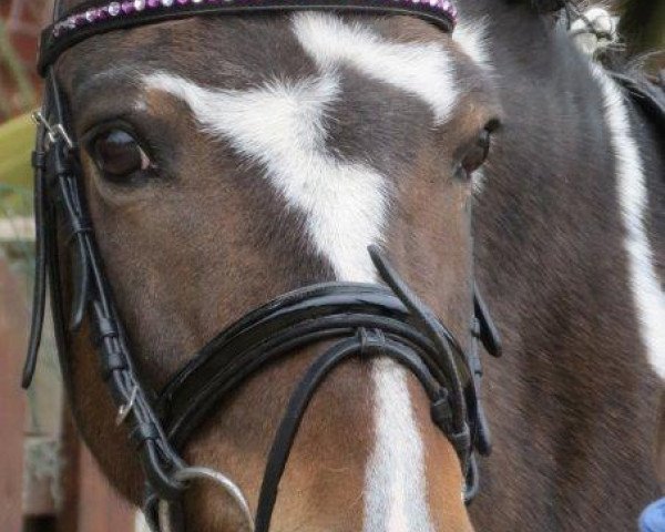 dressage horse Gerico (unknown, 1999)