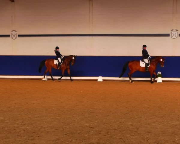 Reitturnier Elmshorn 2022