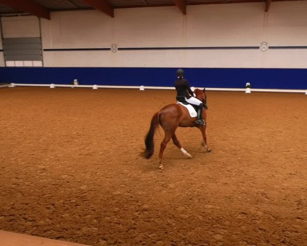 Reitturnier Elmshorn 2022