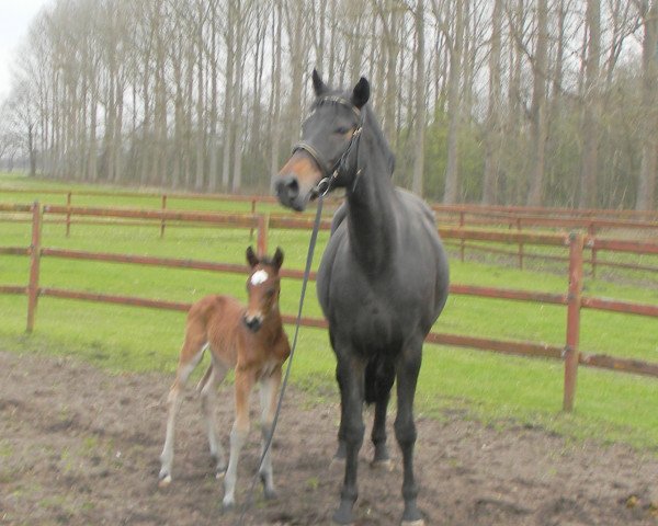 broodmare Riccy (Westphalian, 2005, from Riccione) broodmare Riccy (Westphalian, 2005, from Riccione)