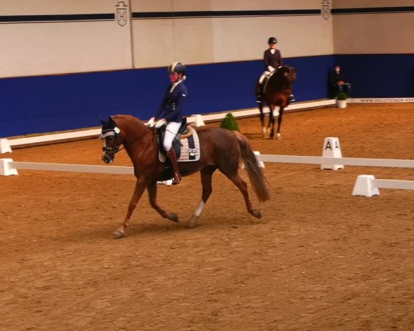 Reitturnier Elmshorn 2022