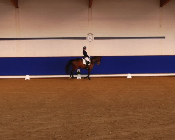 Reitturnier Elmshorn 2022