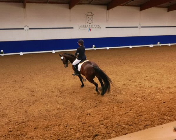 Reitturnier Elmshorn 2022