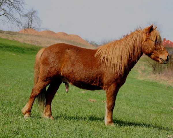 horse Jamiro (German Classic Pony, 2006, from Jim vom Talhof)