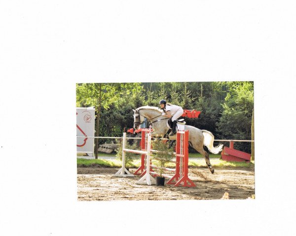 Springpferd Sir Saint Tropez (Hannoveraner, 2006, von Salito)