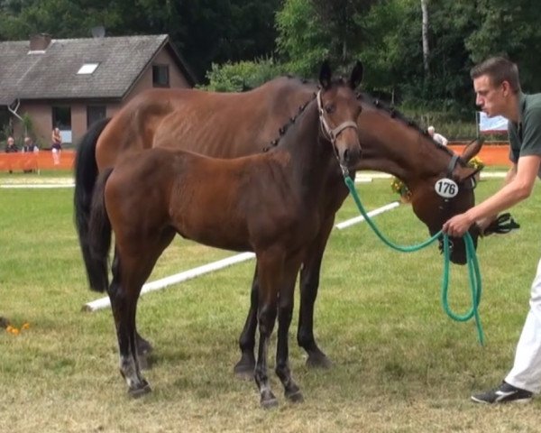 broodmare Dilana 16 (Rhinelander, 2013, from Dibadu L)