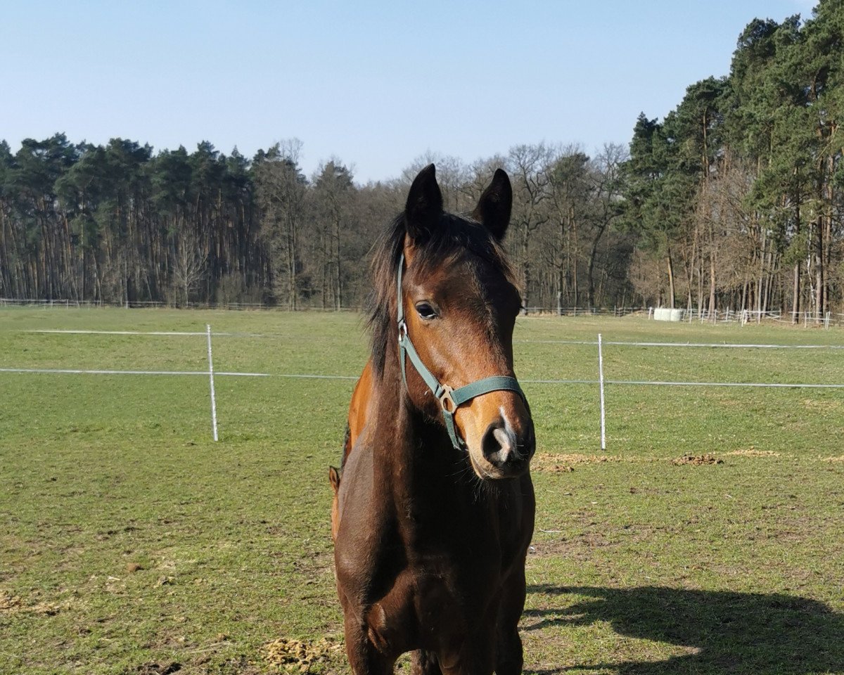 horse Zion (Westphalian, 2021, from Zoom)