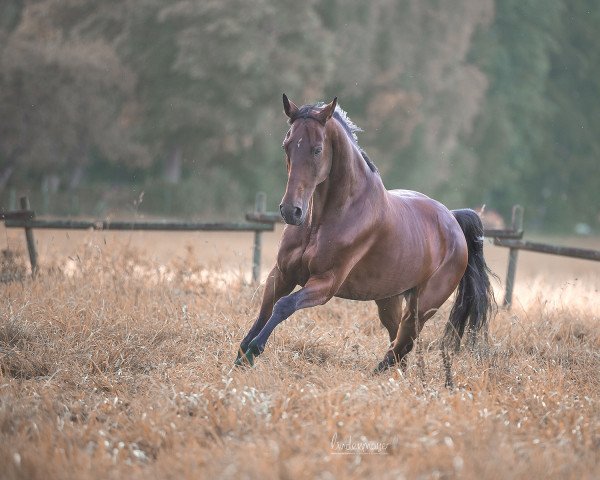 jumper Scampalo 9 (German Sport Horse, 2009, from Sommerhit)