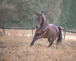 jumper Scampalo 9 (German Sport Horse, 2009, from Sommerhit)