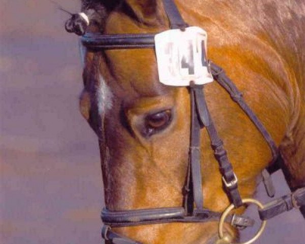 dressage horse Taifun 146 (unknown, 1996)