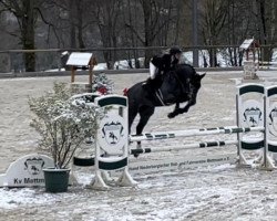 jumper Arcento 3 (Zangersheide riding horse, 2017, from Arezzo VDL)