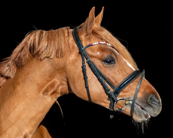 Deckhengst Südpfalz Diamant (Deutsches Reitpony, 2018, von Diamond Touch NRW)