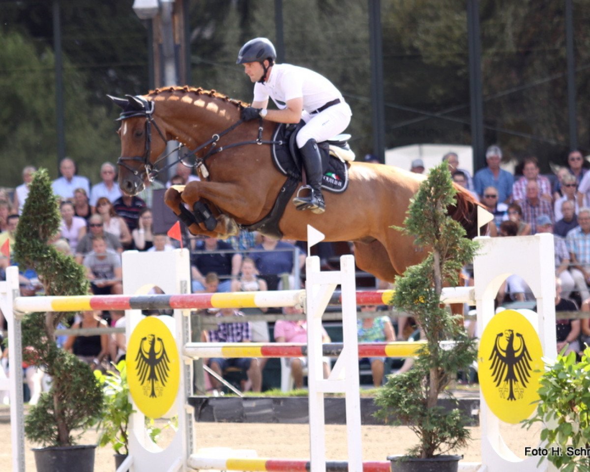 jumper As Di Azurro (Oldenburg show jumper, 2003, from Acadius)