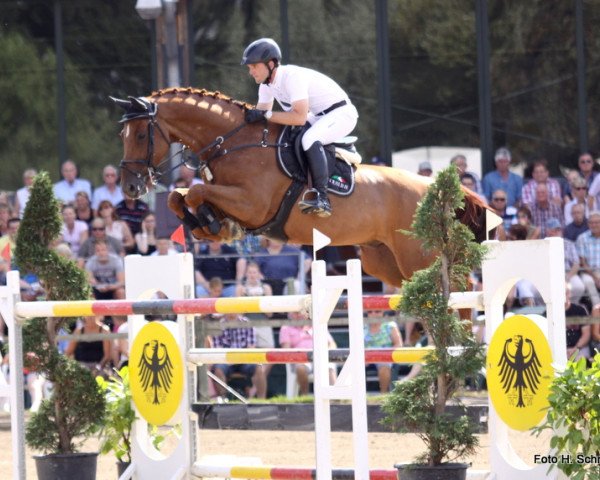 jumper As Di Azurro (Oldenburg show jumper, 2003, from Acadius)