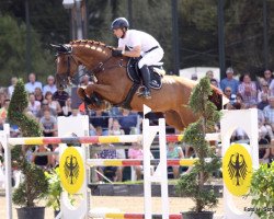 jumper As Di Azurro (Oldenburg show jumper, 2003, from Acadius)