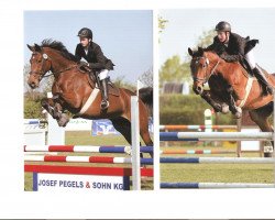 jumper Conradus (Westphalian, 2001, from Cordobes I)