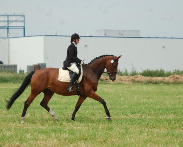 broodmare Cordy (Westphalian, 2002, from Collin L)