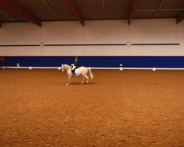 Reitturnier Elmshorn 2022