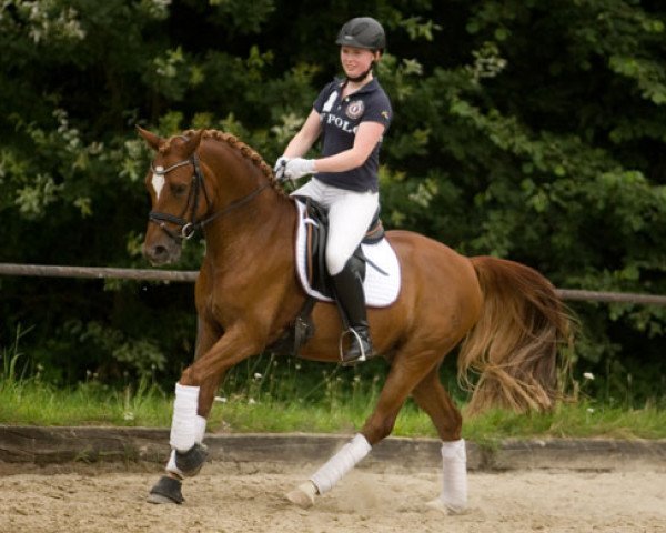 dressage horse Nip Tac (German Riding Pony, 2006, from Nalet Stern ox) dressage horse Nip Tac (German Riding Pony, 2006, from Nalet Stern ox)