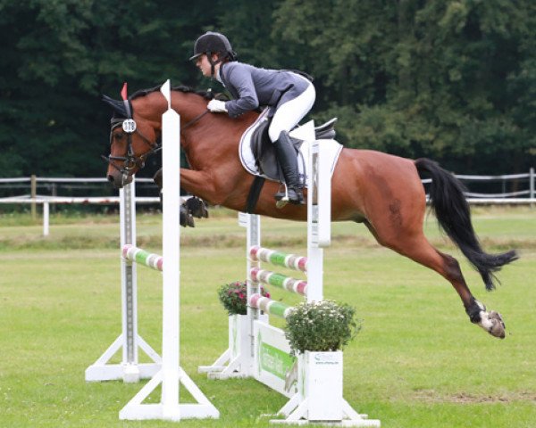 jumper Lagostino (German Riding Pony, 2007, from Lagos 72) jumper Lagostino (German Riding Pony, 2007, from Lagos 72)