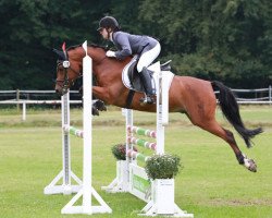 jumper Lagostino (German Riding Pony, 2007, from Lagos 72)