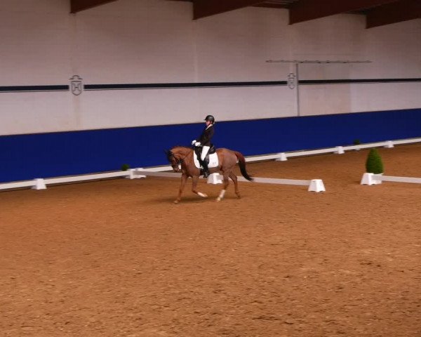 Reitturnier Elmshorn 2022