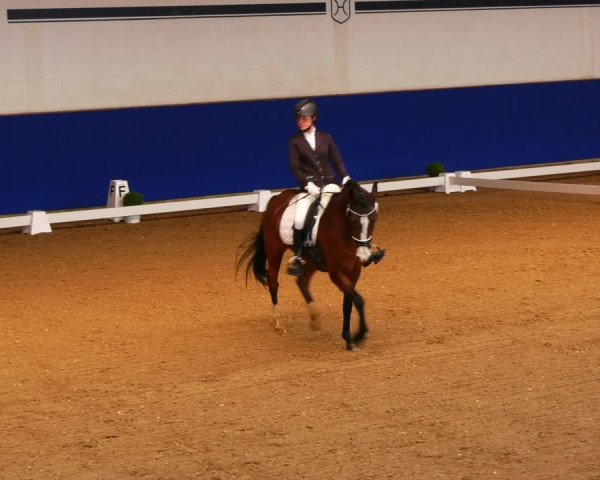 Reitturnier Elmshorn 2022