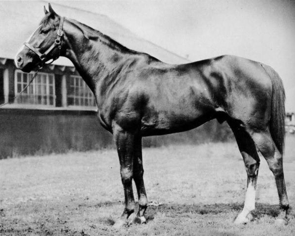 stallion Sun Again xx (Thoroughbred, 1939, from Sun Teddy xx)