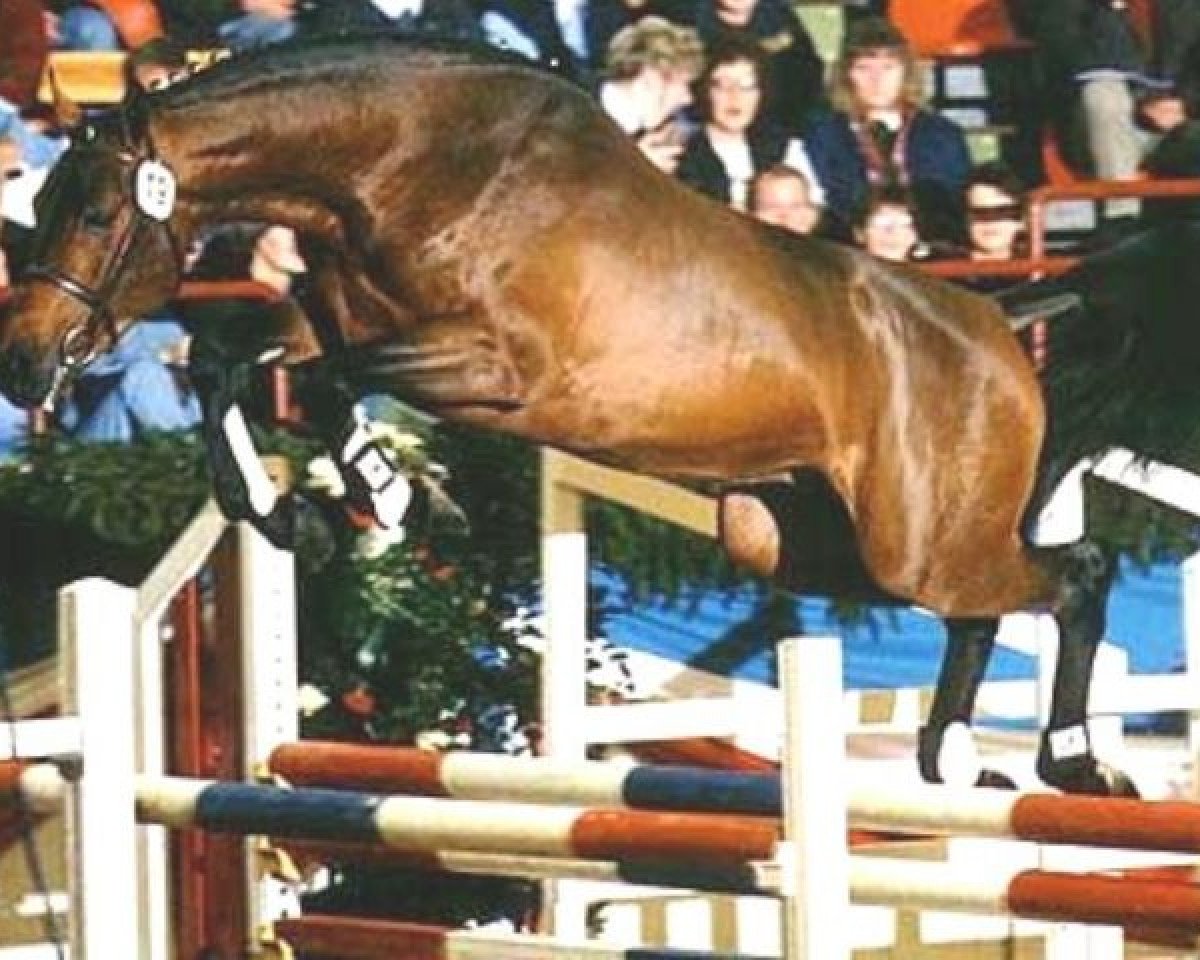 Deckhengst Clerus (Holsteiner, 1994, von Cantus)