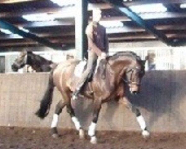 horse Sting 11 (Oldenburg, 2000, from Silvano)