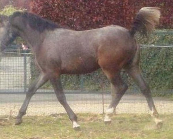 horse Daydream van Erpekom (anglo european sporthorse, 2009, from Davinci van Erpekom Z)