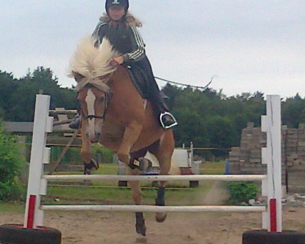 Dressurpferd Susi (Haflinger, 1994)
