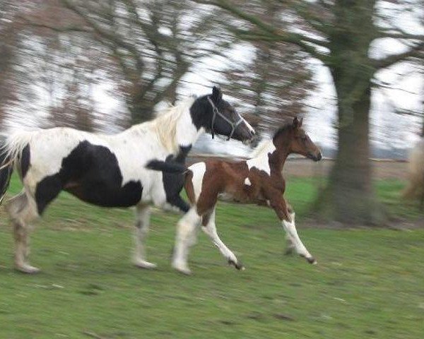 broodmare Lista (KWPN (Royal Dutch Sporthorse), 1993, from Samber)