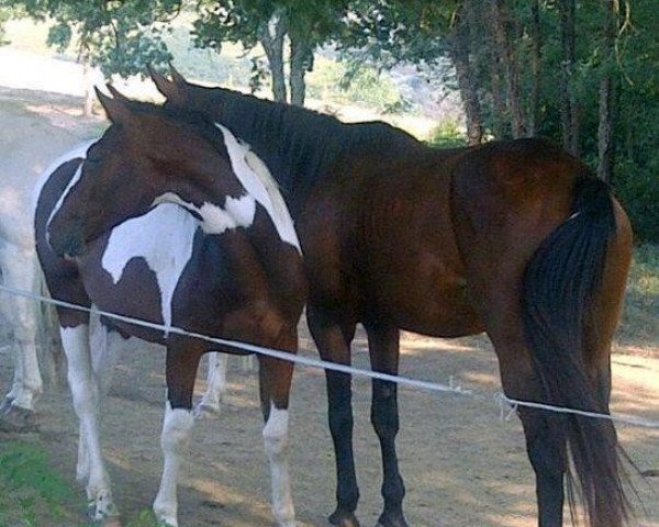 horse Dalva D'Irunaga (anglo european sporthorse, 2011, from Davinci van Erpekom Z)