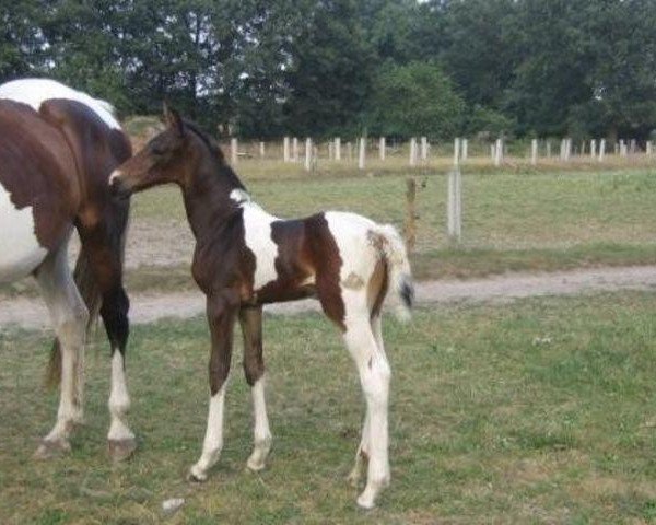 horse Davino van Erpekom (Belgian Warmblood, 2008, from Davinci van Erpekom Z)