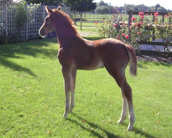 Pferd Cara van Ove (Zangersheide Reitpferd, 2008, von Casper van Erpekom Z)