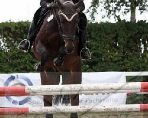 jumper Carino 460 (Westphalian, 2001, from Coronino)