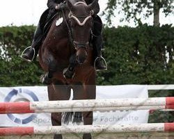 jumper Carino 460 (Westphalian, 2001, from Coronino)