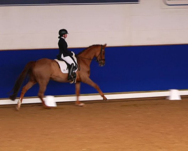 Reitturnier Elmshorn 2022