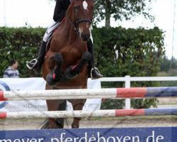 jumper La Monte Dinaro (Hungarian Warmblood, 1999, from Babolna Jackson) jumper La Monte Dinaro (Hungarian Warmblood, 1999, from Babolna Jackson)