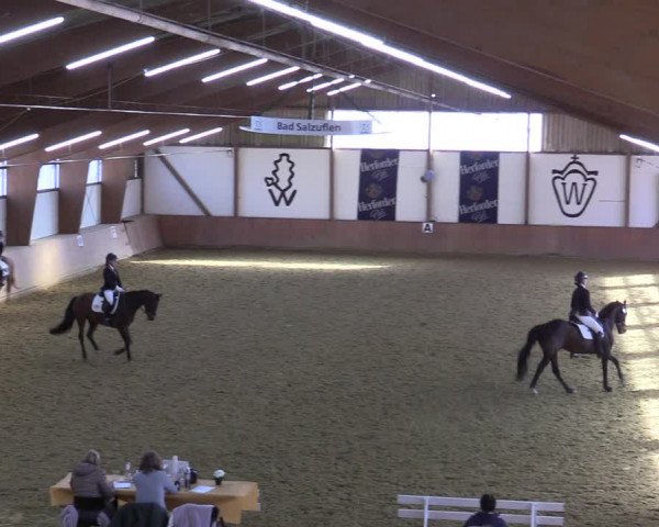 Reitturnier Bad Salzuflen 2022