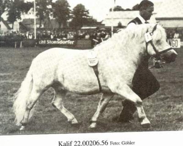 Deckhengst Kalif (Shetland Pony, 1956, von Karlchen 30) Deckhengst Kalif (Shetland Pony, 1956, von Karlchen 30)