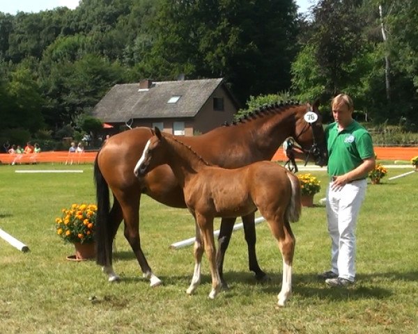 broodmare Nicole Claire PK (Rhinelander, 2013, from Fs Numero Uno) broodmare Nicole Claire PK (Rhinelander, 2013, from Fs Numero Uno)