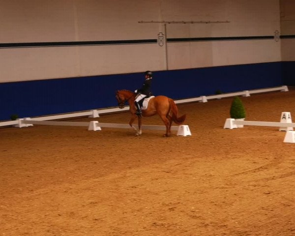 Reitturnier Elmshorn 2022