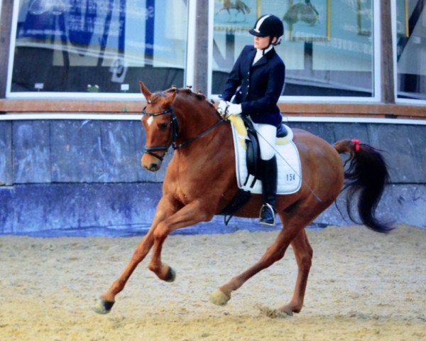 horse Dusty (German Riding Pony, 2004, from Destino R)