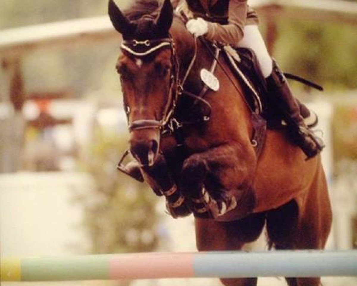 Springpferd Furious (Oldenburger, 2006, von Farewell III)