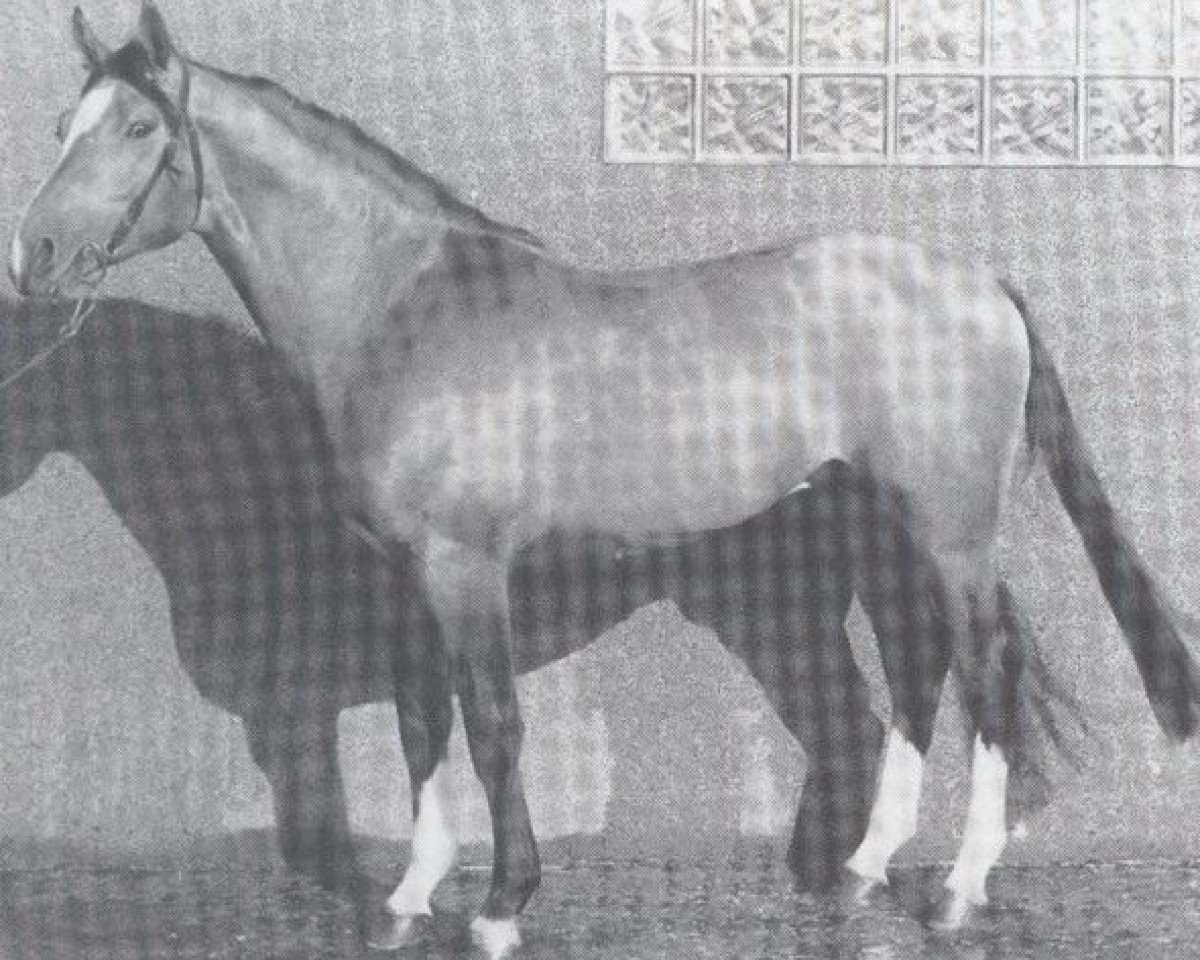 Deckhengst Diamant (Hannoveraner, 1978, von Diplomat)