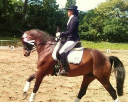 dressage horse Herzensbrecher (Trakehner, 2006, from Hibiskus)